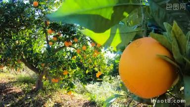 挂在树枝上的橘子园. 水果种植园中成熟多汁橙子和橘子的密闭。 果树花园里的枝条. 唐人街果树<strong>背景</strong>